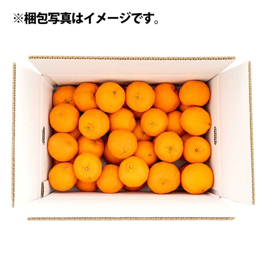 【R8年発送】ぽんかん10kg（谷川果樹園）デコポンの親  みかん 蜜柑 ミカン 不知火 しらぬい 柑橘 かんきつ ポンカン フルーツ オレンジ 果物 くだもの 果汁 甘い【R01144】