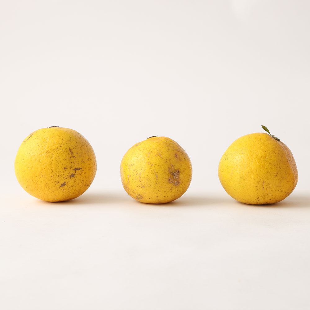 【 令和８年4月発送】<訳あり>谷川果樹園の小夏3kg 日向夏 みかん 柑橘 フルーツ こなつ ニューサマーオレンジ  果物 美味しい ワケあり 訳 自宅用 おやつ  高知 【R01146】