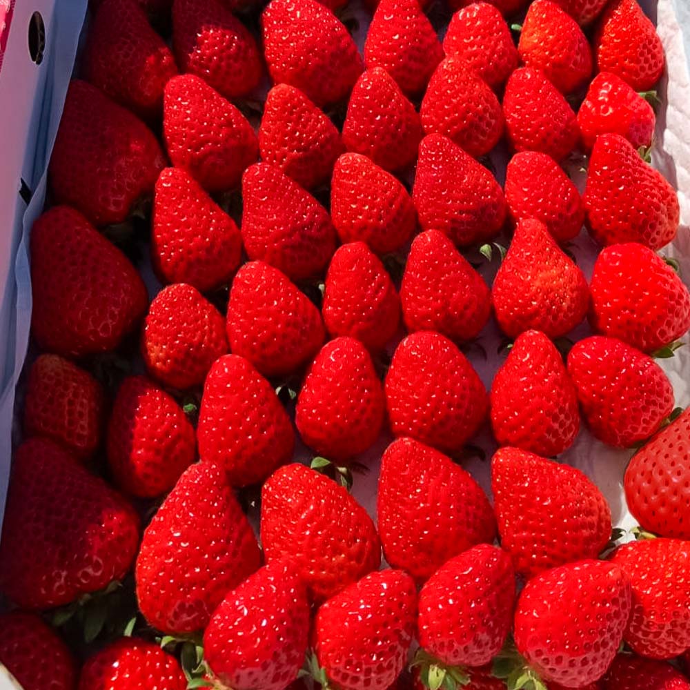 数量限定 甘くてやみつき あしずりいちご 280g×4パック イチゴ 苺 果物 フルーツ デザート スイーツ ケーキ おやつ 甘い おいしい 冷蔵 配送【R01325】