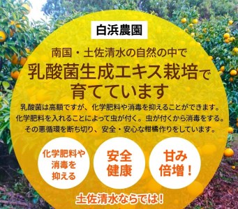 【令和8年　1月下旬より発送】<訳あり> ぽんかん   5kg 高糖度 みかん 柑橘 高知 土佐清水 甘い ジューシー 完熟 フルーツ 果物 ビタミンC 旬 M～2Lサイズ 減農薬 産直 季節限定 家庭用 自宅用【R01343】