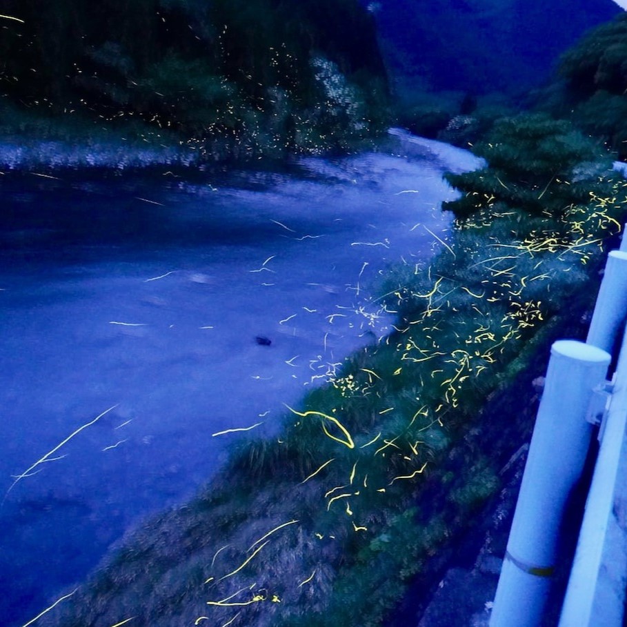 【令和８年産】新米　玄米 コシヒカリ 5キロ お米 おこめ  ごはん 飯 こしひかり ブランド米 農薬5割減栽培 おいしい 国産 土佐清水産 送料無料 高知県 土佐清水市 故郷納税 返礼品 高知【R01598】