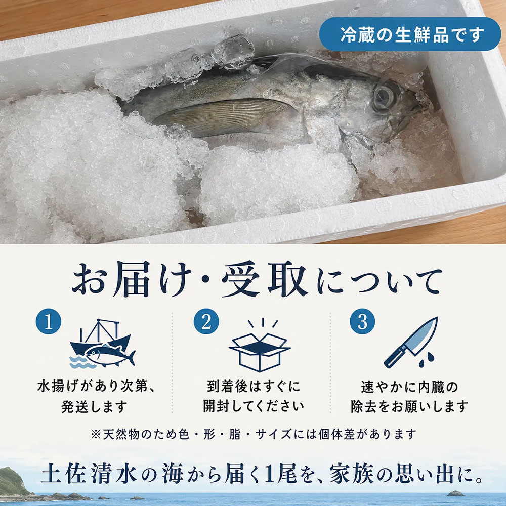 キハダマグロ 1尾 約2～3kg 約40cm程度 約8～12人前 下処理あり まぐろ 鮪 天然 刺身 お刺身 刺し身 丸ごと 1本 1尾 お造り 魚 海鮮 食品 冷蔵 配送 高知県【R01758】