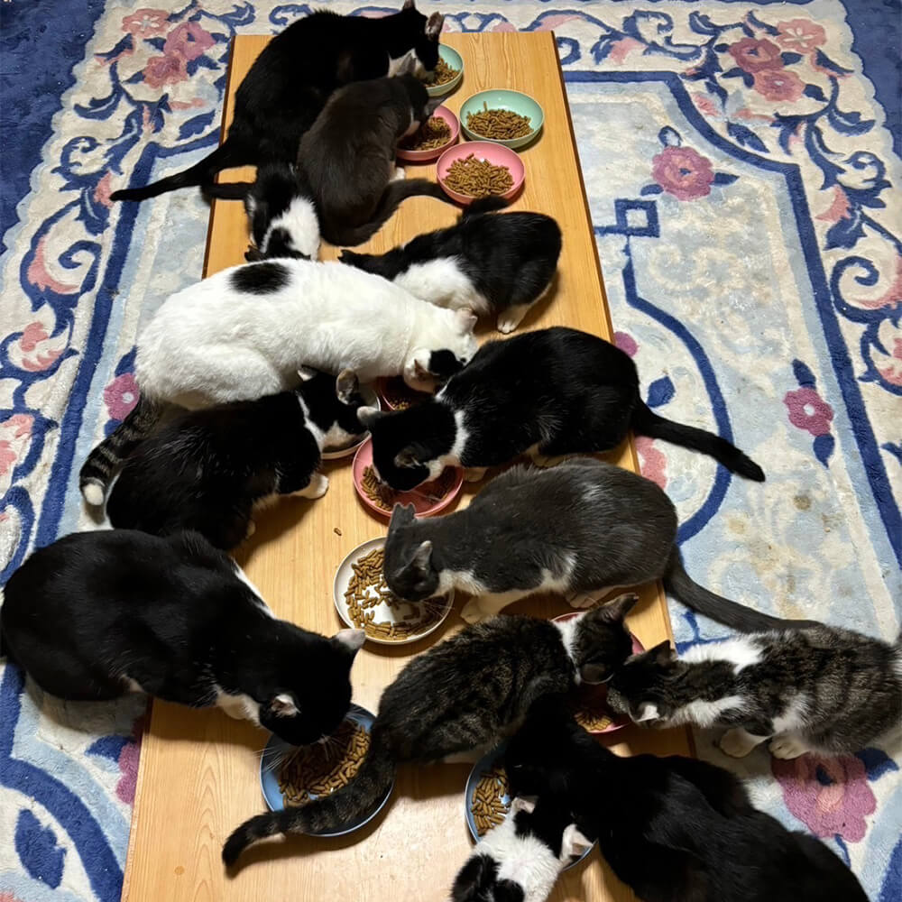 のらねこゼロプロジェクト 一口 50,000円（15,000円分）返礼品なし 保護猫 ネコ 猫 ねこ 動物 保護 愛護 TNR活動応援 支援 寄付 殺処分ゼロ クラウンドファンディング クラファン【R01385】