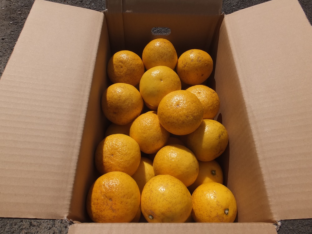 【先行予約】R8発送＜訳あり＞オレンジ園の小夏2.5kg 日向夏 みかん 柑橘 フルーツ 果物 こなつ ﾆｭｰｻﾏｰｵﾚﾝｼﾞ  旬 2.5キロ 美味しい 食感 常温 国産 訳あり 高知県 土佐清水市【R01499】