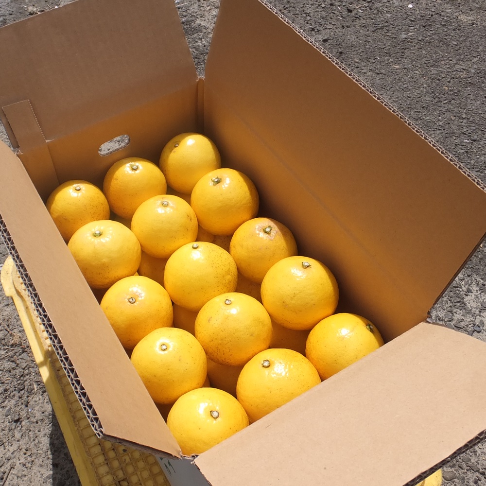 R8発送 先行予約 オレンジ園の小夏2.5kg 日向夏 みかん 柑橘 フルーツ 果物 こなつ ﾆｭｰｻﾏｰｵﾚﾝｼﾞ 旬 2.5キロ 美味しい 食感 スッキリ ギフト 常温 国産 高知県 土佐清水市【R01500】