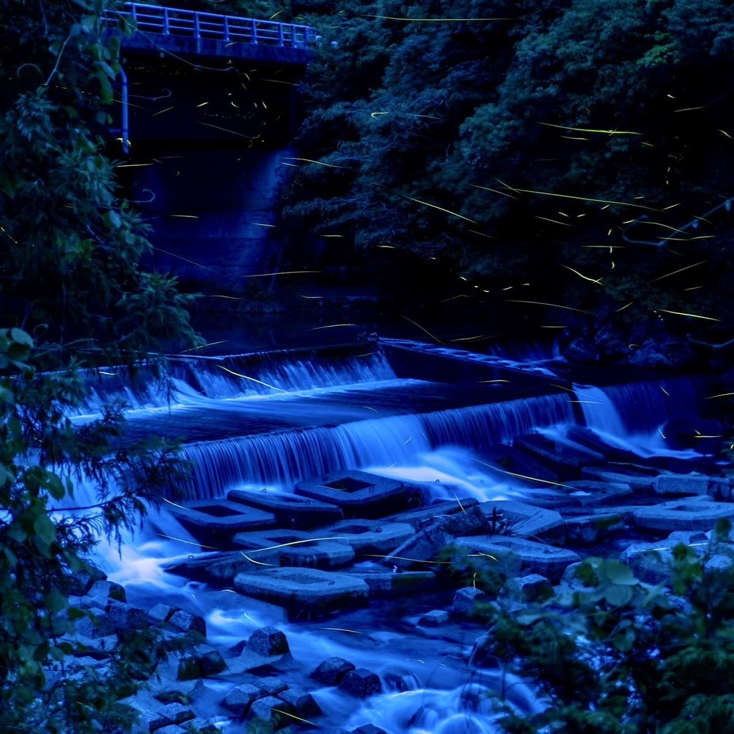 【令和８年産】新米　玄米 コシヒカリ 5キロ お米 おこめ  ごはん 飯 こしひかり ブランド米 農薬5割減栽培 おいしい 国産 土佐清水産 送料無料 高知県 土佐清水市 故郷納税 返礼品 高知【R01598】