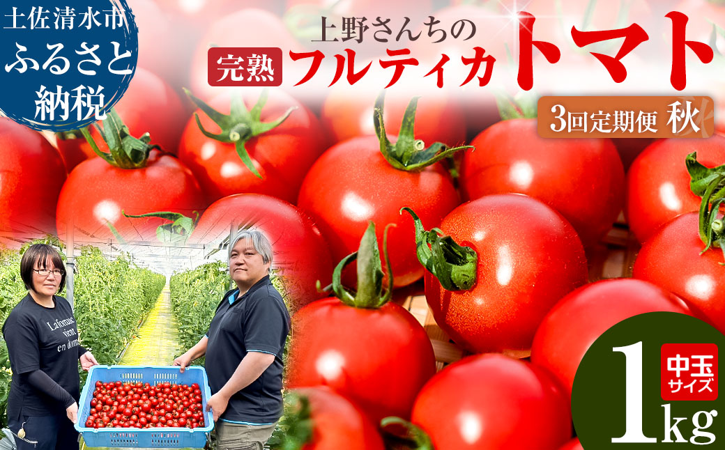 完熟フルティカトマト1kg（中玉サイズ）3回定期便 秋 10月/11月/12月にお届け 天然地下水使用  完熟ミディトマト とまと 1000g 1キロ 野菜 サラダ 料理 美味しい ギフト 国産 高知県 土佐清水市【J00222】
