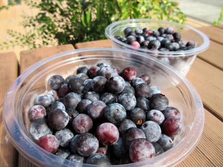【先行予約】無農薬・川渕さん家の完熟ブルーベリー 冷凍 500g（250g×2パック）フルーツ 果物 無農薬 完熟 国産 冷凍 ブルーベリー お菓子作りトッピング 先行予約 7000円【R00114】