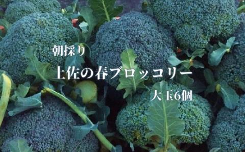 【先行予約：令和8年4月中旬以降発送予定】朝採り！土佐の春ブロッコリー（大玉6個）春野菜 ブロッコリー やさい 栄養 健康 ビタミンC おいしい 美味しい レシピ付き おかず お弁当 サラダ 料理 ギフト 贈答 国産【R00133】