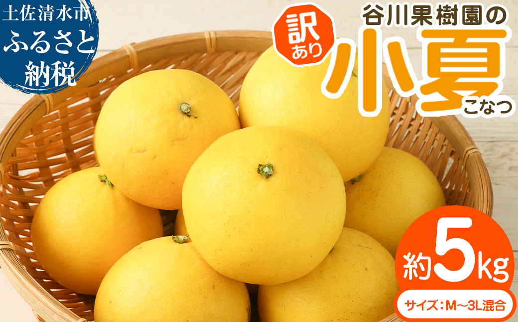 令和9年4月中旬以降発送【訳あり】 谷川果樹園の小夏５kg 日向夏 みかん 柑橘 フルーツ こなつ ニューサマーオレンジ  果物 美味しい ワケあり 訳 自宅用 おやつ  高知 【R00238】