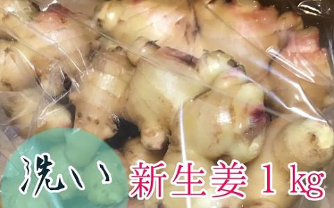 自然農 新生姜１kg（洗いショウガ）皮まで食べられる 甘酢漬け ガリ 農薬肥料不使用【R00248】