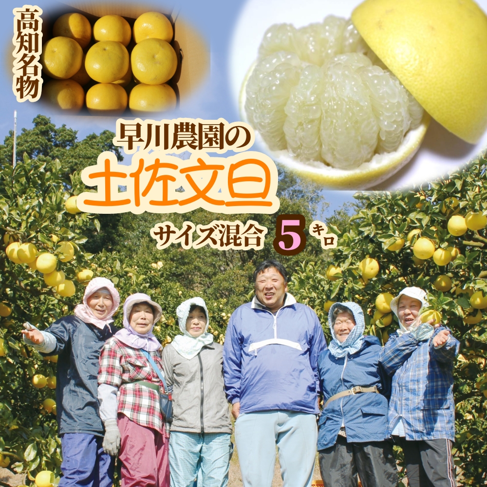 【R8年発送】早川農園の土佐文旦（５kg） 柑橘 フルーツ みかん ミカン 果物 果実 5キロ ザボン ぶんたん ブンタン おやつ デザート 甘い 美味しい ギフト 土佐 名物 国産【R00345】