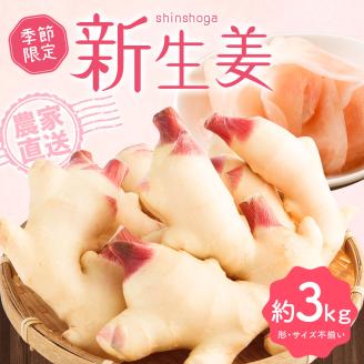 【先行受付】新生姜３kg 季節限定 農家直送 3キロ 甘酢漬け ガリ 佃煮 ジンジャーエール しょうが ショウガ 佃煮 甘酢漬け 食品 新鮮 温まる 温活 冷え対策 国産【R01549】