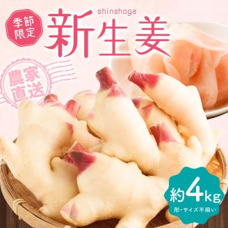 【先行受付】新生姜４kg 季節限定 農家直送 4キロ 甘酢漬け ガリ 佃煮 ジンジャーエール しょうが ショウガ 佃煮 甘酢漬け 食品 新鮮 温まる 温活 冷え対策 国産【R01550】