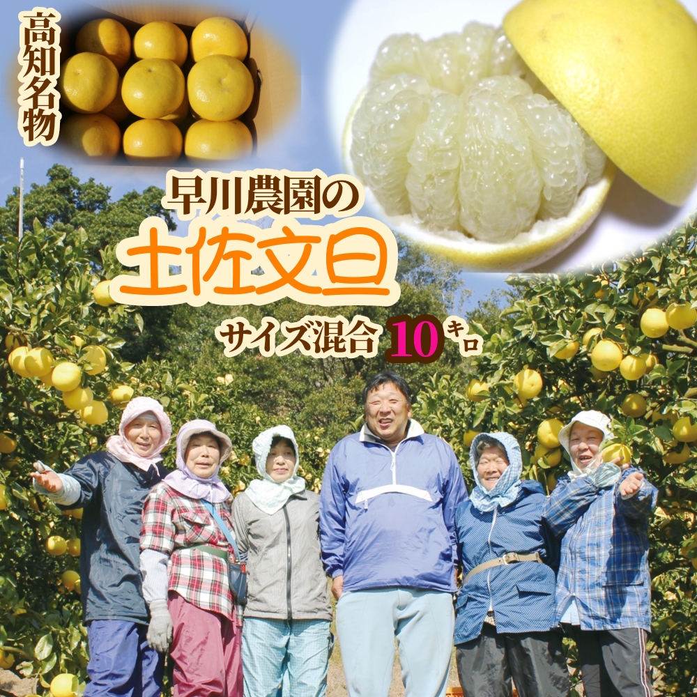 【R8年発送】早川農園の土佐文旦（10kg） 柑橘 フルーツ みかん ミカン 果物 果実 10キロ ザボン ぶんたん おやつ デザート 甘い 美味しい ギフト 名物 国産【R00579】