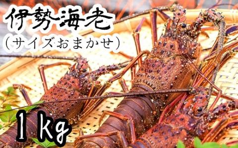 伊勢海老１kg（サイズおまかせ高知県産）※着日指定不可※エビ 甲殻類 海鮮BBQ アウトドア キャンプ お祝い【R00638】