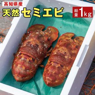 幻の天然セミエビ１kg（サイズおまかせ）※着日指定不可※漁師のごちそうをお届け！甲殻類 海老 海鮮BBQ えび エビ せみえび 冷蔵 配送 新鮮  美味しい 希少 高級食材 故郷納税【R00678】: 土佐清水市ANAのふるさと納税