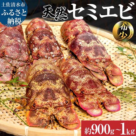 幻の天然セミエビ　約900ｇ～１kg（サイズおまかせ）※着日指定不可※漁師のごちそうをお届け！甲殻類 海老 海鮮BBQ えび エビ せみえび 冷蔵 配送 新鮮 美味しい 希少 高級食材 故郷納税【R00678】