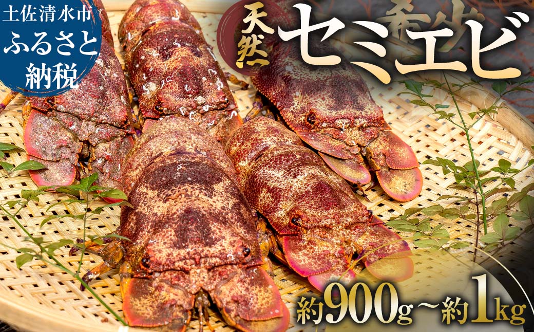 幻の天然セミエビ　約900ｇ～１kg（サイズおまかせ）※着日指定不可※漁師のごちそうをお届け！甲殻類 海老 海鮮BBQ えび エビ せみえび 冷蔵 配送 新鮮 美味しい 希少 高級食材 故郷納税【R00678】