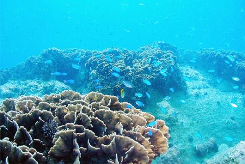 絶景竜串海中公園！ダイビング２ボート体験券（1名分）【初心者歓迎】チケット マリンスポーツ 観光【R01526】