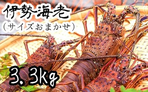 【先行受付】伊勢海老3.3kg（サイズおまかせ高知県産）※着日指定不可※エビ 甲殻類 海鮮BBQ アウトドア キャンプ お祝い【R00730】