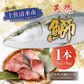 【令和８年３月発送】土佐清水産天然ぶり まるごと１本（5kg～8kg）下処理なし（内臓除去無し）【※着日指定不可※】鮮魚 鰤 ブリ ぶり大根 刺身 ぶりしゃぶ 天然【R00873】