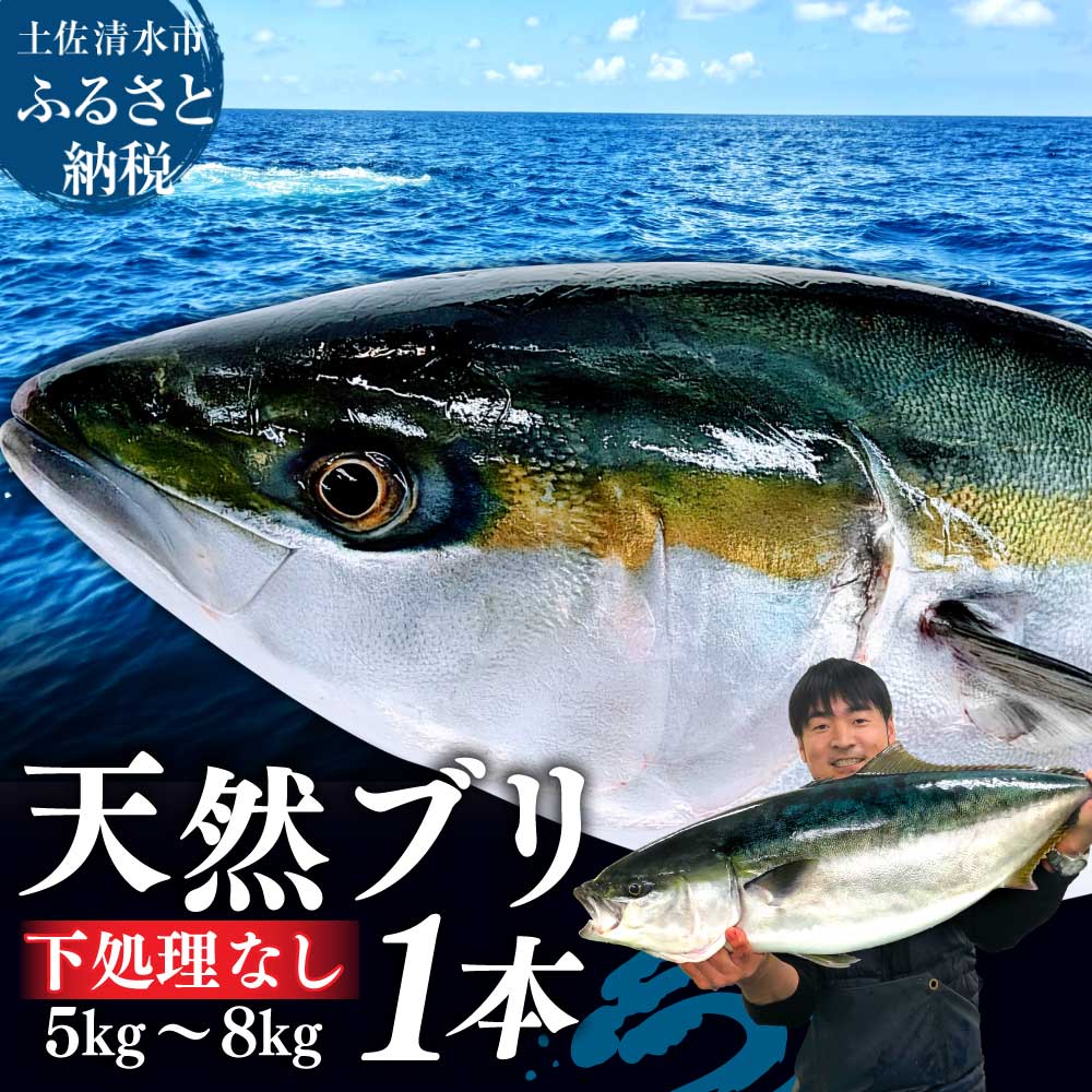 【先行受付】土佐清水産天然ぶり まるごと１本（5kg～8kg）下処理なし（内臓除去無し）【※着日指定不可※】鮮魚 鰤 ブリ ぶり大根 刺身 ぶりしゃぶ 天然【R00873】