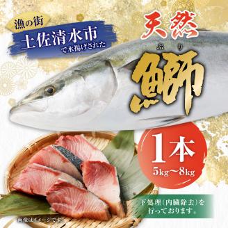 【令和８年３月発送】土佐清水産天然ぶり まるごと１本（5kg～8kg）下処理あり（内臓除去済）【※着日指定不可※】鮮魚 鰤 ブリ ぶり大根 刺身 ぶりしゃぶ 天然【R00874】