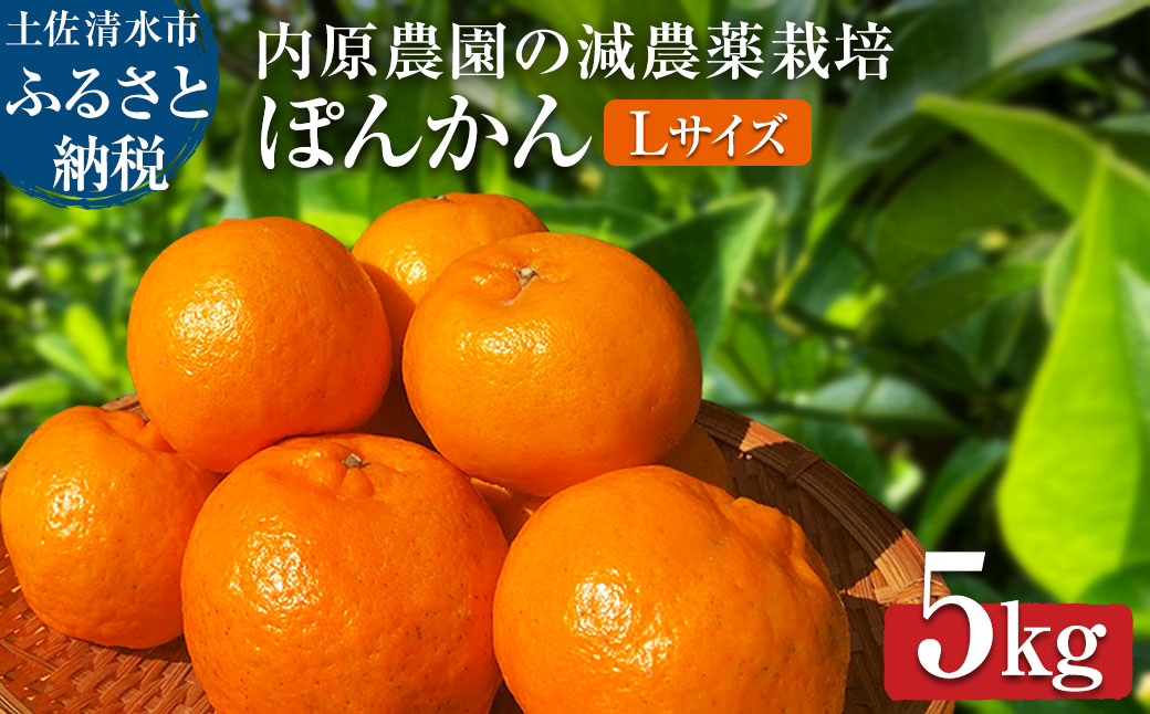 【令和８年発送】内原農園の減農薬栽培 ぽんかん（Lサイズ）5キロ 贈答用 みかん 蜜柑 ミカン 柑橘 かんきつ ポンカン フルーツ オレンジ 果物 くだもの 甘い ジューシー 高知【R01097】