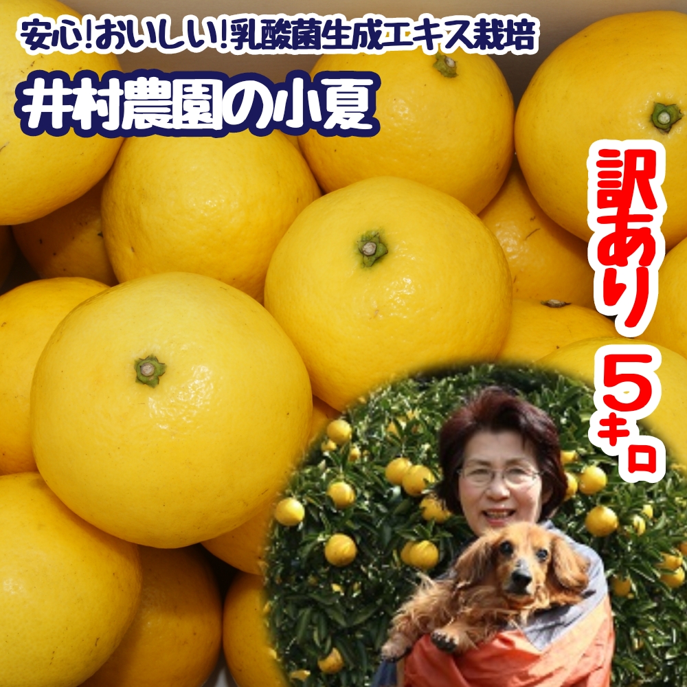 【令和８年】4月中旬以降発送　訳あり 家庭用 井村農園の小夏（５kg） 日向夏 みかん ミカン 柑橘 フルーツ 果物 果実 こなつ コナツ ﾆｭｰｻﾏｰｵﾚﾝｼﾞ おいしい 美味しい ワケアリ 自宅用 ご家庭用【R01492】