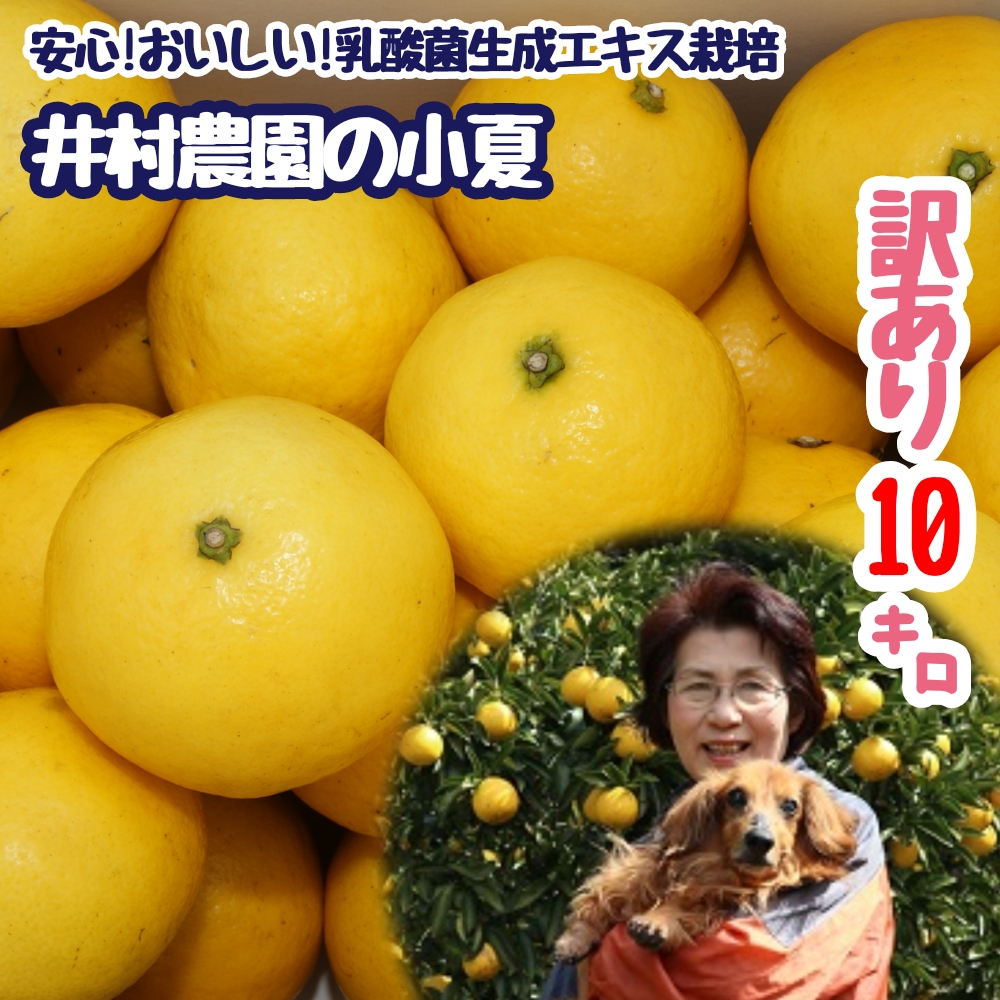 R8.4月中旬以降発送 家庭用だけど家庭用じゃない!? 訳あり 小夏 10kg 日向夏 みかん ミカン 柑橘 フルーツ 果物 果実 こなつ コナツ ニューサマーオレンジ おいしい 美味しい ワケアリ 自宅用 ご家庭用 高知 井村農園【R01493】