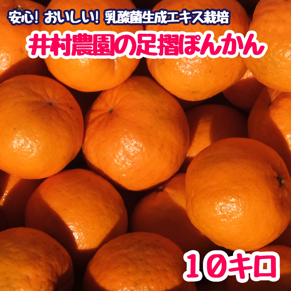 R8.1月下旬発送 ご贈答◎ ギフト◎ 完熟 足摺ぽんかん 10kg デコポンの親 みかん 柑橘 果物 果実 ミカン ぽんかん ポンカン フルーツ おやつ デザート 10キロ 美味しい おいしい 井村農園【R01494】