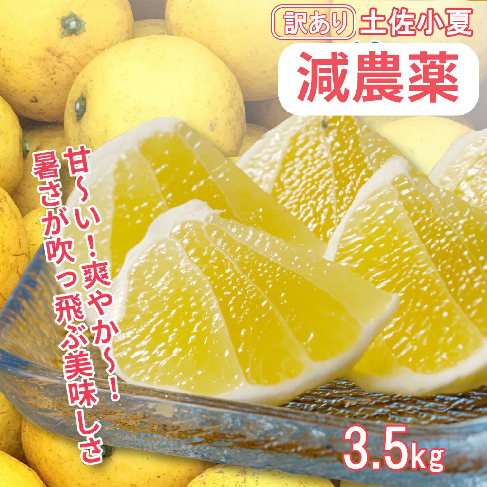 【令和８年５月発送】訳あり小夏3.5キロ（白浜農園の減農薬小夏） 柑橘 みかん フルーツ 日向夏 果物 ワケあり 傷 訳 家庭用 自宅用 特産【R01152】