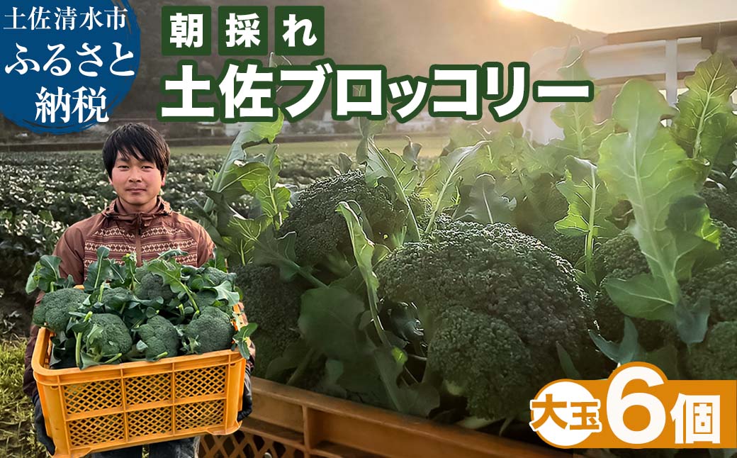 【先行予約：令和8年1月上旬以降順次発送予定】朝採り 土佐のブロッコリー 大玉6個 1.5~1.8kg 農家のオススメ専用レシピ付き やさい 野菜 栄養 タンパク質 健康 ビタミンC おかず お弁当 サラダ 料理 冷蔵 配送 国産【R01210】