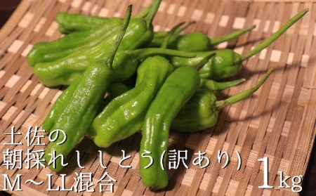 <先行受付> 訳あり土佐のししとう１kg（サイズ混合）野菜炒め 天ぷら 夏野菜 【R01329】