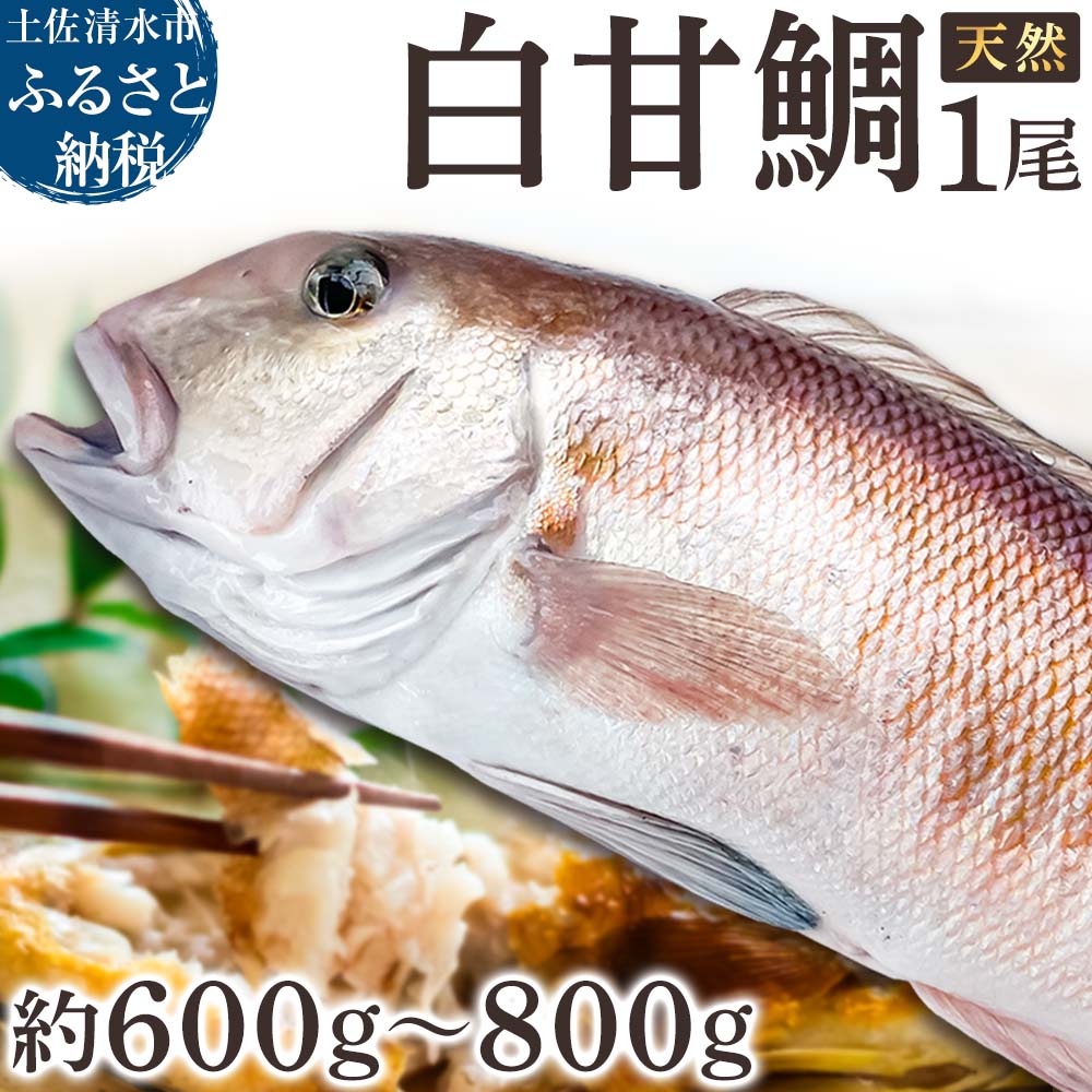 天然 白甘鯛 1尾（約600g～800g）※下処理なし・指定日不可※ 希少 高級魚 白アマダイ あまだい タイ 鯛 刺身 お刺身 刺し身 丸ごと 1本 １尾 お造り 冷蔵 高知【R01545】