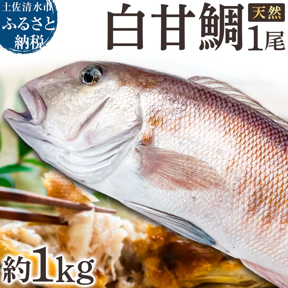 天然 白甘鯛 1尾（約1kg）※下処理なし・指定日不可※ 希少 高級魚 白アマダイ あまだい タイ 鯛 刺身 お刺身 刺し身 丸ごと 1本 １尾 お造り 冷蔵 高知【R01546】