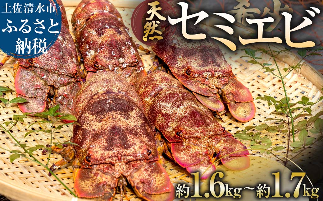 幻の天然セミエビ 約1.6kg~1.7kg（サイズおまかせ）※着日指定不可※漁師のごちそうをお届け！甲殻類 海老 海鮮BBQ えび エビ せみえび 冷蔵 配送 新鮮 美味しい 希少 高級食材 故郷納税【R01570】