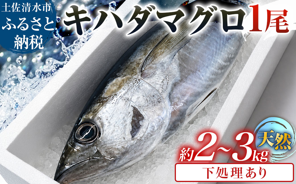 キハダマグロ 1尾 約2～3kg 約40cm程度 約8～12人前 下処理あり まぐろ 鮪 天然 刺身 お刺身 刺し身 丸ごと 1本 1尾 お造り 魚 海鮮 食品 冷蔵 配送 高知県【R01758】