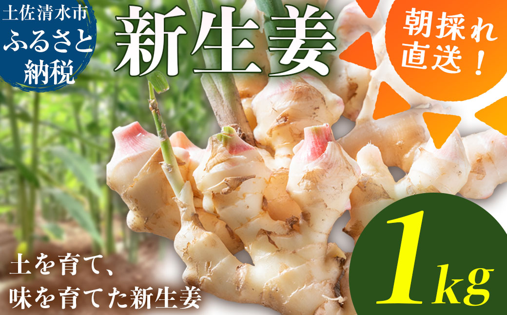 新生姜 1kg 水洗いのみ 生姜 生姜湯 ジンジャー しょうが ショウガ 1キロ 野菜 旬 季節限定 佃煮 甘酢漬け ジンジャーエール サラダ 新鮮 温まる 温活 冷え対策 国産 高知県 土佐清水市 送料無料【R01771】