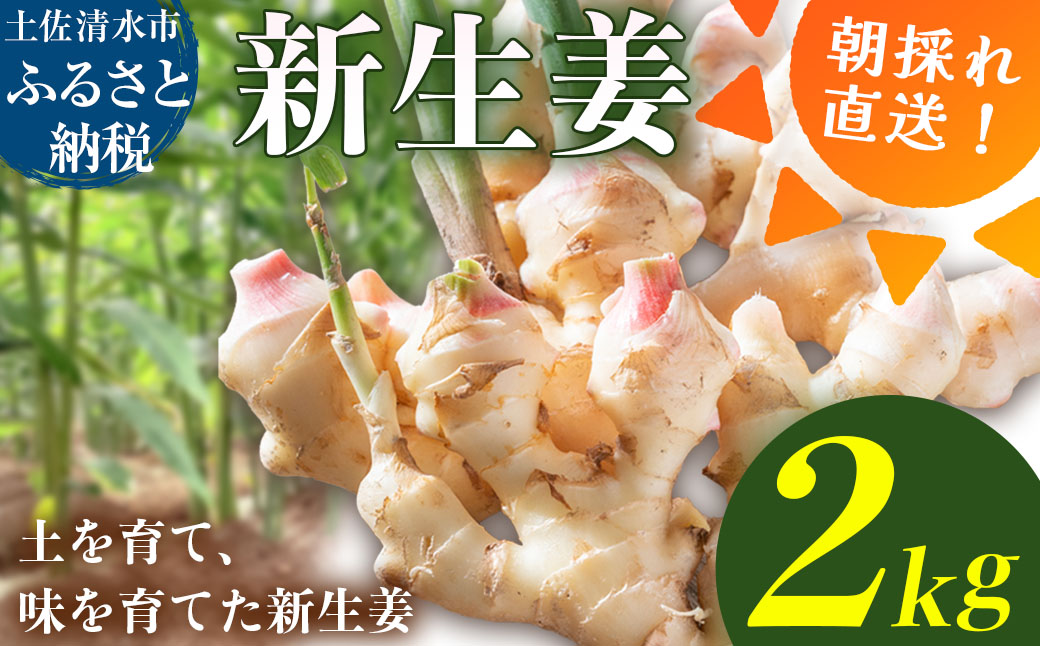新生姜 2kg 水洗いのみ 生姜 生姜湯 ジンジャー しょうが ショウガ 2キロ 野菜 旬 季節限定 佃煮 甘酢漬け ジンジャーエール サラダ 新鮮 温まる 温活 冷え対策 国産 高知県 土佐清水市 送料無料【R01772】