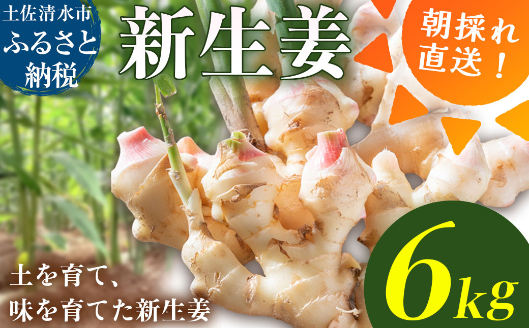 新生姜 6kg（3kg×2箱） 水洗いのみ 生姜 生姜湯 ジンジャー しょうが ショウガ 6キロ 野菜 旬 季節限定 佃煮 甘酢漬け ジンジャーエール サラダ 新鮮 温まる 温活 冷え対策 国産 高知県 土佐清水市 送料無料【R01775】