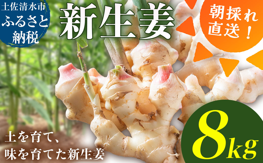 新生姜 8kg（4kg×2箱）水洗いのみ 生姜 生姜湯 ジンジャー しょうが ショウガ 8キロ 野菜 旬 季節限定 佃煮 甘酢漬け ジンジャーエール サラダ 新鮮 温まる 温活 冷え対策 国産 高知県 土佐清水市 送料無料【R01776】