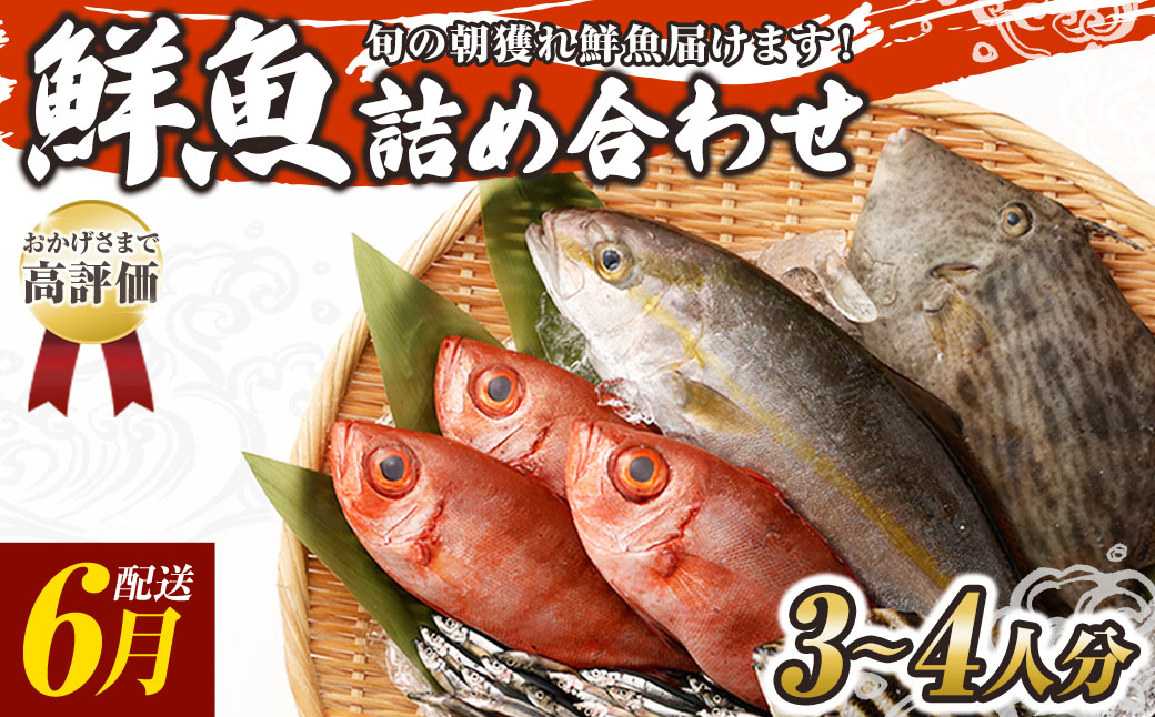 旬の朝獲れ鮮魚詰め合わせ 【2026年6月配送】【以布利定置網　漁師直送】朝獲れ 旬 鮮魚 魚介 海鮮 魚 さかな せんぎょ 鮮魚セット 詰め合わせ おまかせ お任せ【S00818-6】