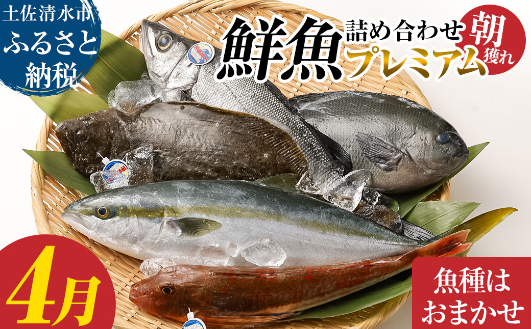 旬の朝獲れ鮮魚詰め合わせ（プレミアム）【2026年4月配送】【以布利定置網　漁師直送】朝獲れ 旬 鮮魚 魚介 海鮮 魚 さかな せんぎょ 鮮魚セット 詰め合わせ おまかせ お任せ【S00819-4】