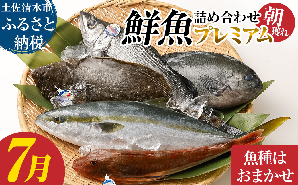 旬の朝獲れ鮮魚詰め合わせ（プレミアム）【2026年7月配送】【以布利定置網　漁師直送】朝獲れ 旬 鮮魚 魚介 海鮮 魚 さかな せんぎょ 鮮魚セット 詰め合わせ おまかせ お任せ【S00819-7】