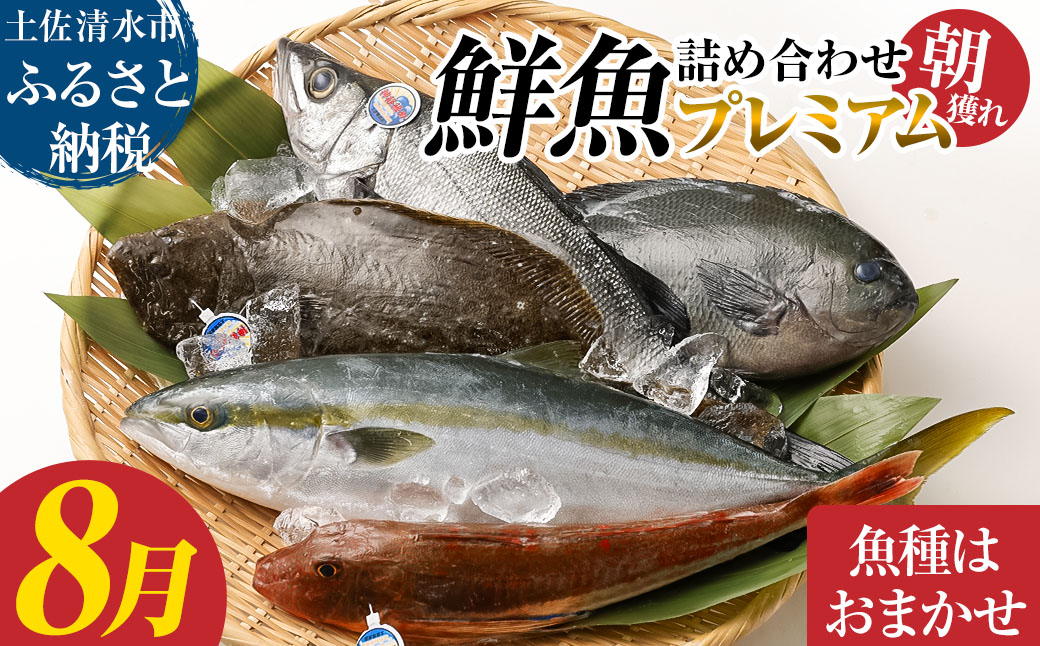 旬の朝獲れ鮮魚詰め合わせ（プレミアム）【2026年8月配送】【以布利定置網　漁師直送】朝獲れ 旬 鮮魚 魚介 海鮮 魚 さかな せんぎょ 鮮魚セット 詰め合わせ おまかせ お任せ【S00819-8】