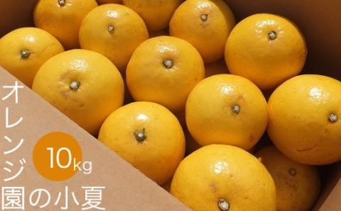 オレンジ園の小夏10kg 日向夏 みかん 柑橘 フルーツ こなつ ニューサマーオレンジ 先行予約[R00549]