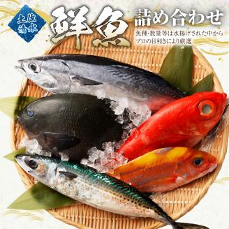 [6回定期便]季節の鮮魚 おまかせお楽しみセット(翡翠コース)天然魚 食べ比べ 魚介類 海鮮料理[J00049]
