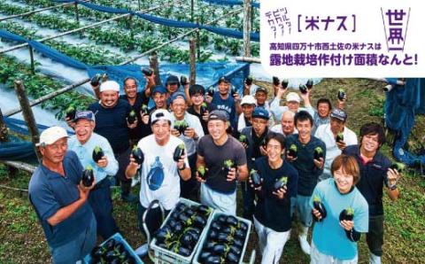 【期間限定】デカ！ピカ！ツル！しまんとにしとさ米ナス9玉（約2.7kg）【2023年10月下旬まで発送】R5-413